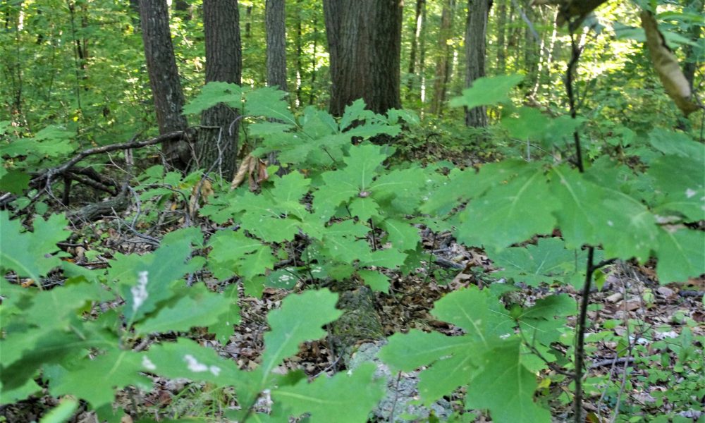 White Oak trees seen growing to replenish the forest